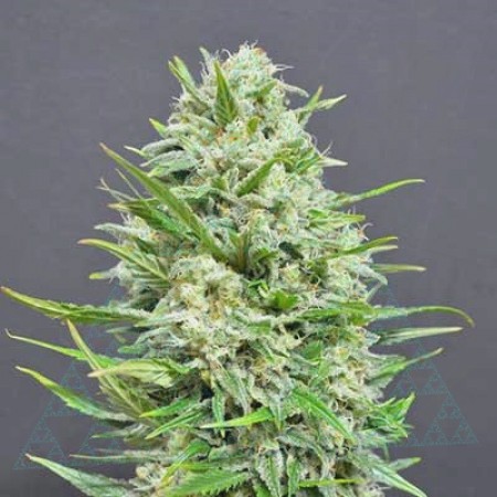 Amsterdam Herer Auto
